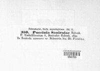 Puccinia saniculae image